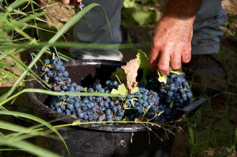 Jakie odmiany winogron wybrać do uprawy na działce?