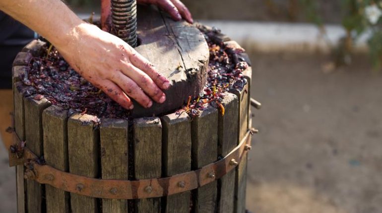 Zbieranie winogron do produkcji wina domowego oraz proces domowej produkcji wina