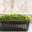 Hodowla golterii - roślina idealna do wrzosowisk i doniczek, jak uprawiać golterię