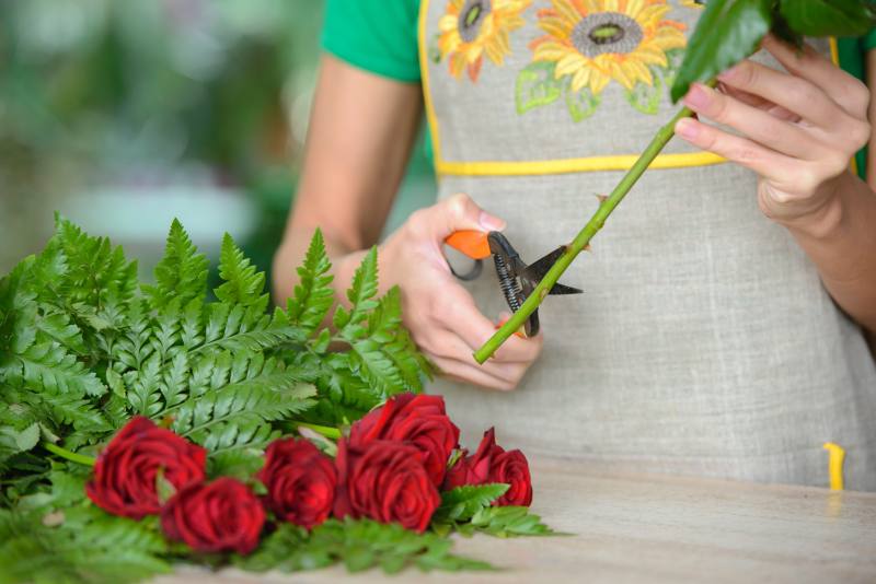 Jak utrzymać długie i piękne kwitnienie róży? Troska o róże, aby przedłużyć ich okres kwitnienia
