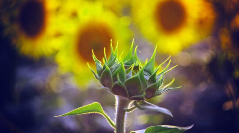 "Delosperma Sunbeam - idealna roślina do nasłonecznionych rabatów i skalniaków"