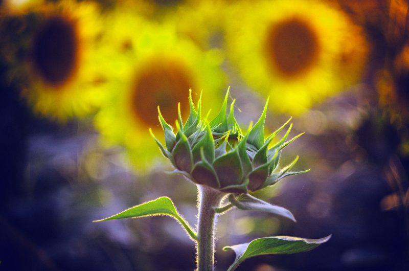 "Delosperma Sunbeam - idealna roślina do nasłonecznionych rabatów i skalniaków"